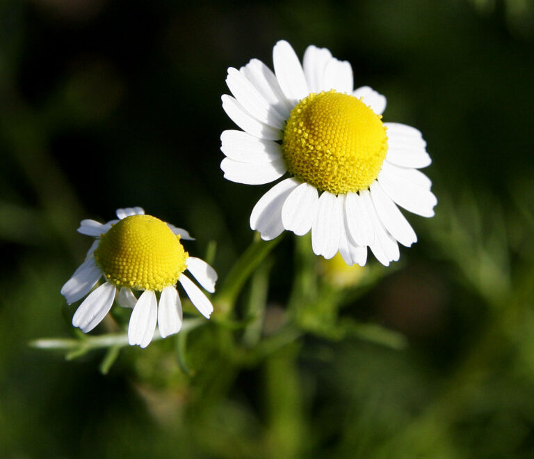 Manzanilla (Anthemis nobilis / Matricaria chamomilla)