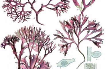 Carraghaeen o musgo inglés (Chondrus crispus)