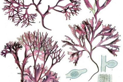Carraghaeen o musgo inglés (Chondrus crispus)