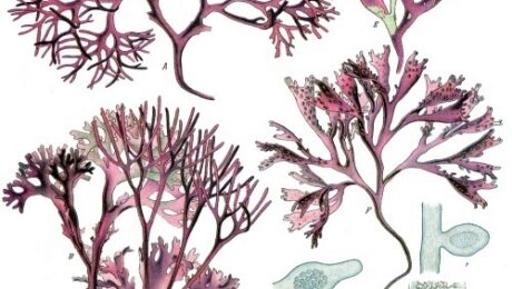 Carraghaeen o musgo inglés (Chondrus crispus)