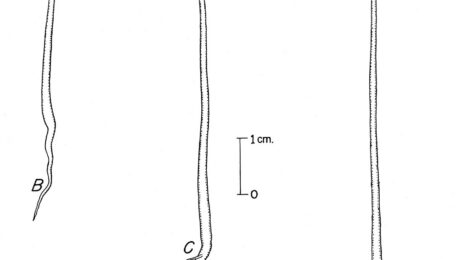 Aralia espinosa (Tīmburu / Xanthoxylum spp.)