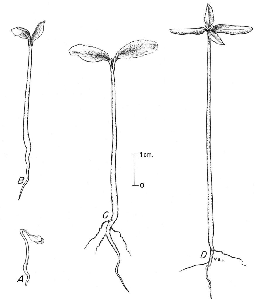 Aralia espinosa (Tīmburu / Xanthoxylum spp.)