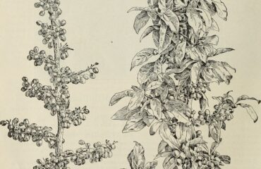 Espino blanco — bayas (Shan zha / Crataegus oxyacantha)