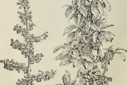 Espino blanco — bayas (Shan zha / Crataegus oxyacantha)