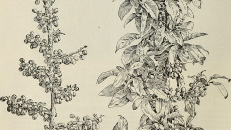 Espino blanco — bayas (Shan zha / Crataegus oxyacantha)