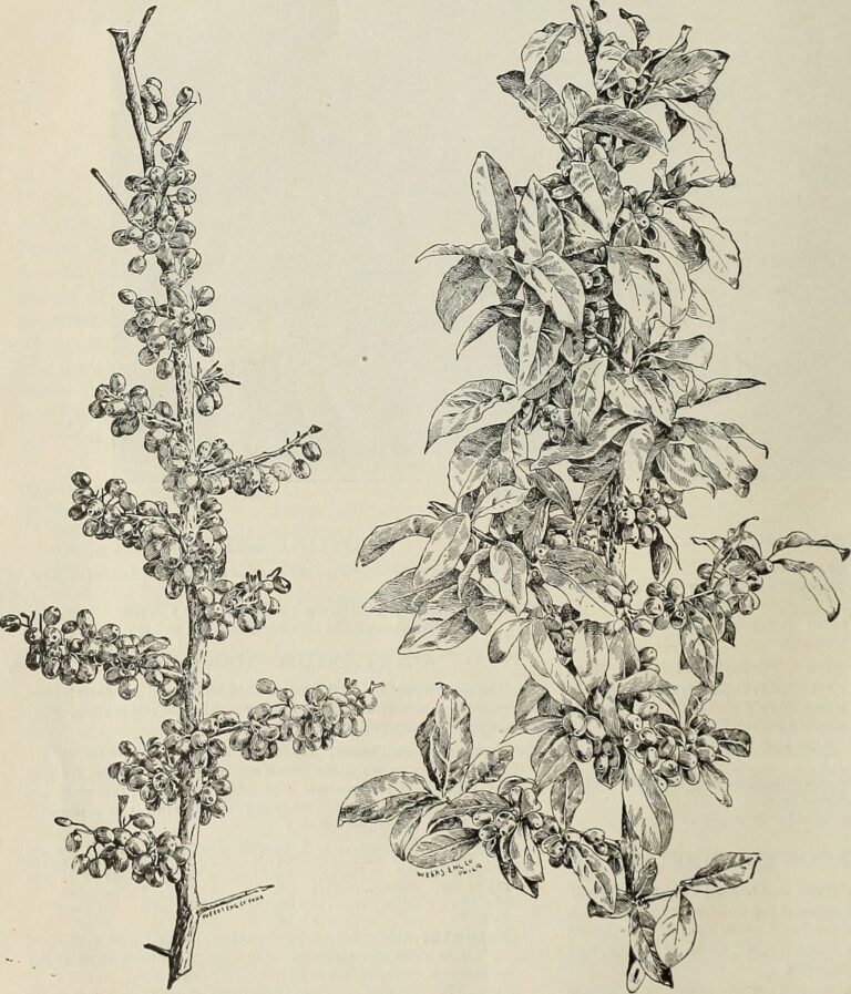 Espino blanco — bayas (Shan zha / Crataegus oxyacantha)