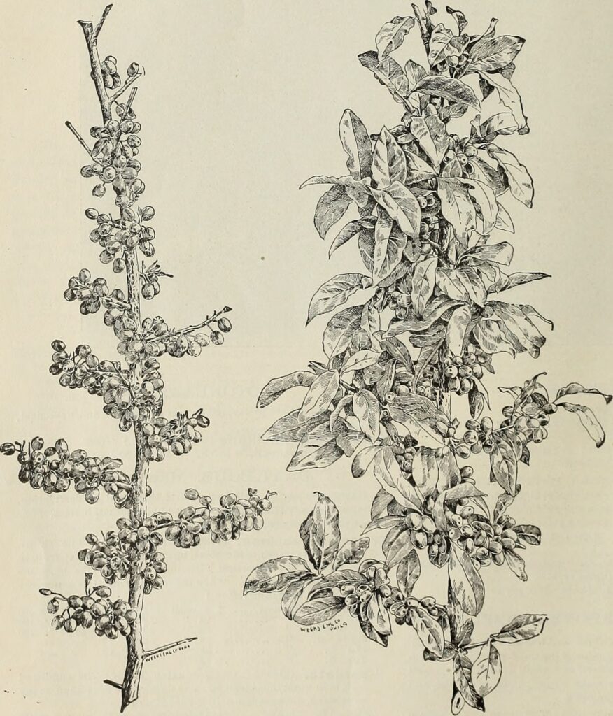 Espino blanco — bayas (Shan zha / Crataegus oxyacantha)