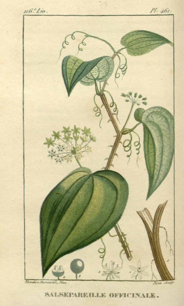 Zarzaparrilla (Dvīpasutra / Smilax spp.)