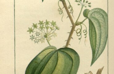 Zarzaparrilla (Dvīpasutra / Smilax spp.)