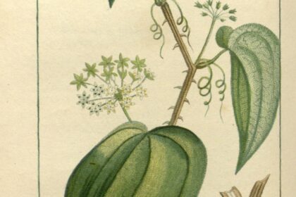Zarzaparrilla (Dvīpasutra / Smilax spp.)