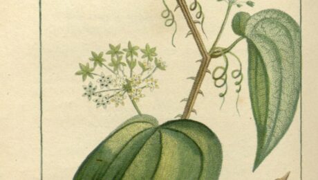 Zarzaparrilla (Dvīpasutra / Smilax spp.)
