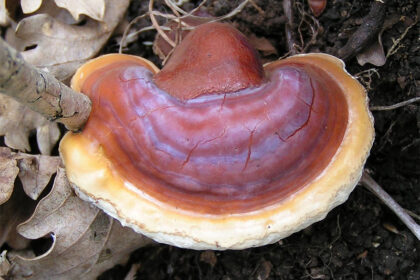 Ganoderma lucidum – Reishi Carpóforo del hongo Reishi, Ganoderma lucidum