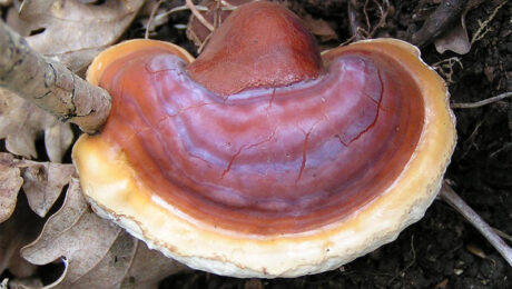 Ganoderma lucidum – Reishi Carpóforo del hongo Reishi, Ganoderma lucidum