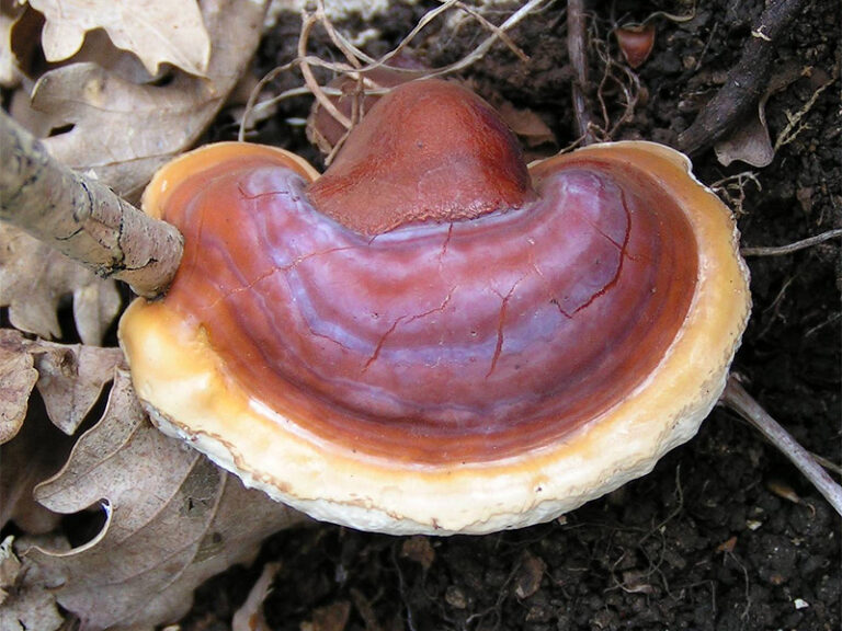 Carpóforo del hongo Reishi, Ganoderma lucidum