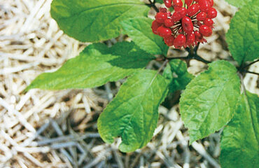 Panax ginseng – planta de ginseng Planta de Panax ginseng con hojas verdes y frutos rojos
