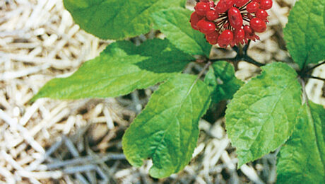 Planta de Panax ginseng con hojas verdes y frutos rojos
