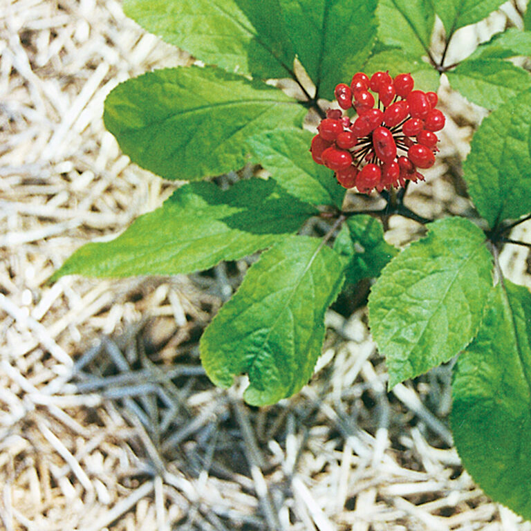 Planta de Panax ginseng con hojas verdes y frutos rojos