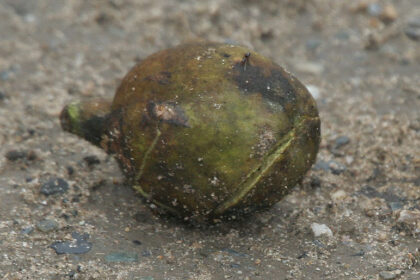 Haritaki (Terminalia chebula)