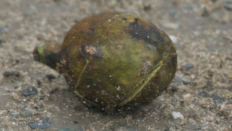 Haritaki (Terminalia chebula)