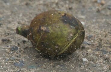 Bibhitaki (Terminalia belerica)