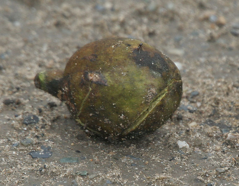 Bibhitaki (Terminalia belerica)
