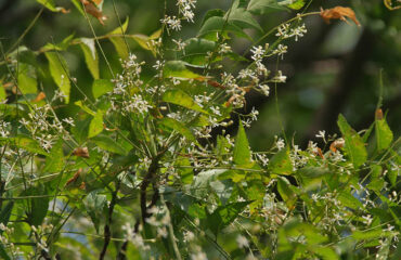 Neem – Azadirachta indica Árbol de Neem, Azadirachta indica, con hojas y flores
