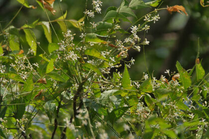 Neem – Azadirachta indica Árbol de Neem, Azadirachta indica, con hojas y flores