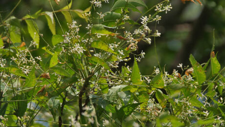 Neem – Azadirachta indica Árbol de Neem, Azadirachta indica, con hojas y flores