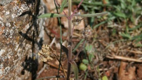 Zaragatona (Snigdhajira / Plantago psyllium)