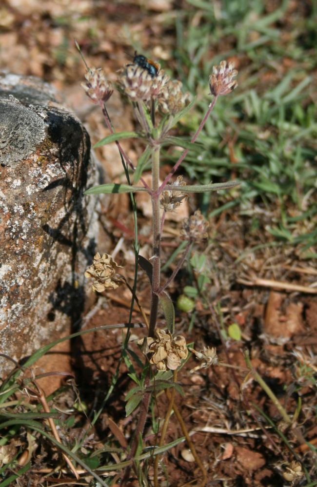 Zaragatona (Snigdhajira / Plantago psyllium)