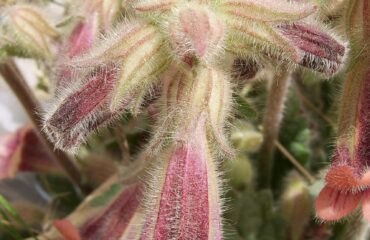 Rehmannia (Di huang / Rehmannia glutinosa)