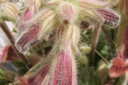 Rehmannia (Di huang / Rehmannia glutinosa)