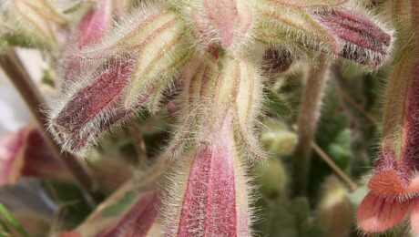 Rehmannia (Di huang / Rehmannia glutinosa)