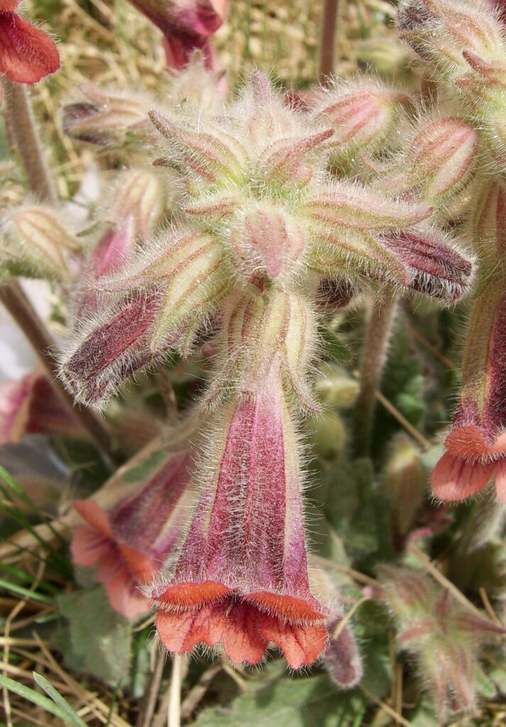 Rehmannia (Di huang / Rehmannia glutinosa)