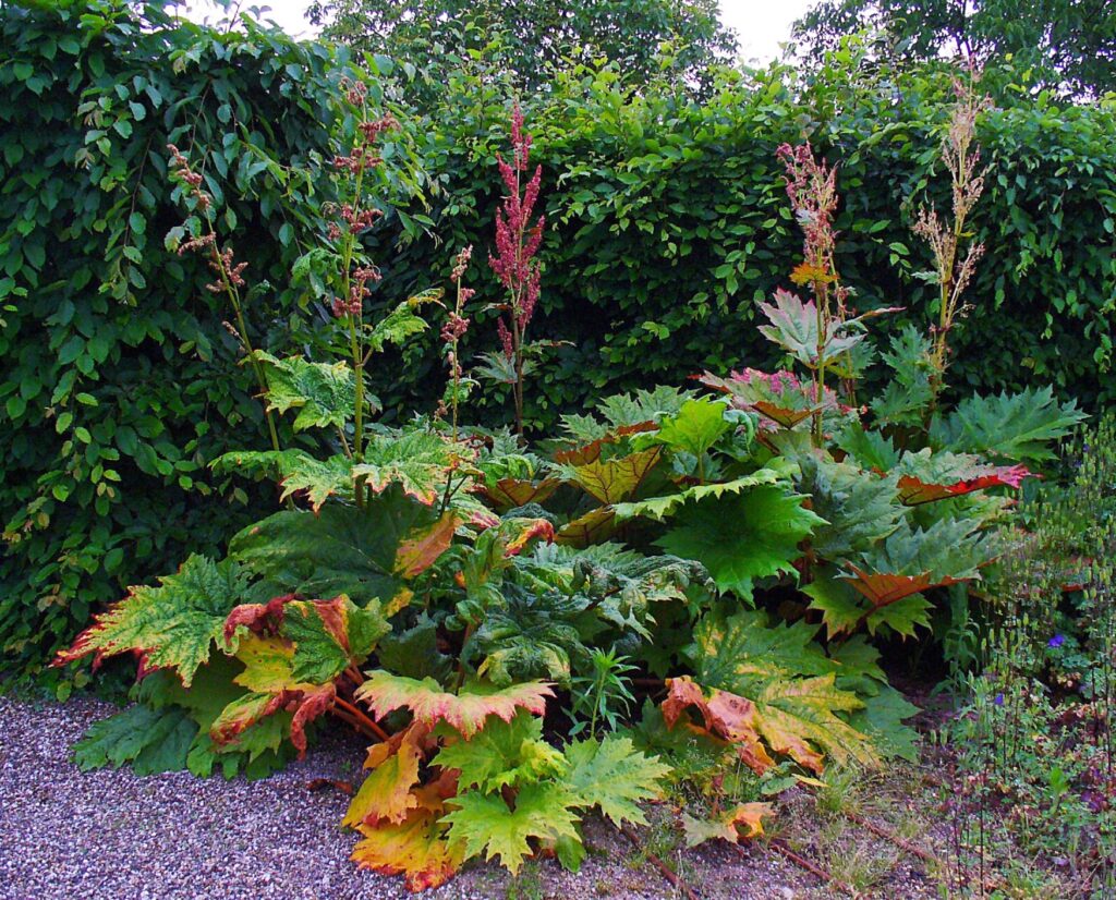 Ruibarbo (Amla-vetasa / Rheum spp.)