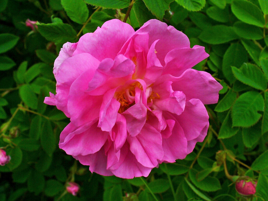 Rosa (Shatapatri / Rosa spp.)