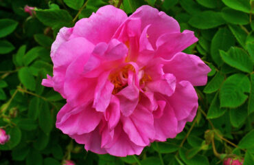 Rosa (Shatapatri / Rosa spp.)
