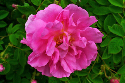 Rosa (Shatapatri / Rosa spp.)