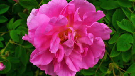Rosa (Shatapatri / Rosa spp.)