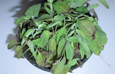 Salvia (Salvia officinalis)