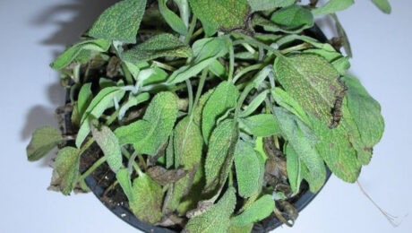 Salvia (Salvia officinalis)
