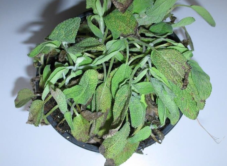 Salvia (Salvia officinalis)