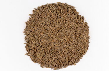 Semillas reales de comino, Cuminum cyminum