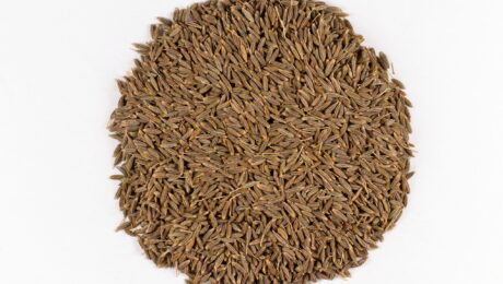 Cuminum cyminum – semillas de comino Semillas reales de comino, Cuminum cyminum