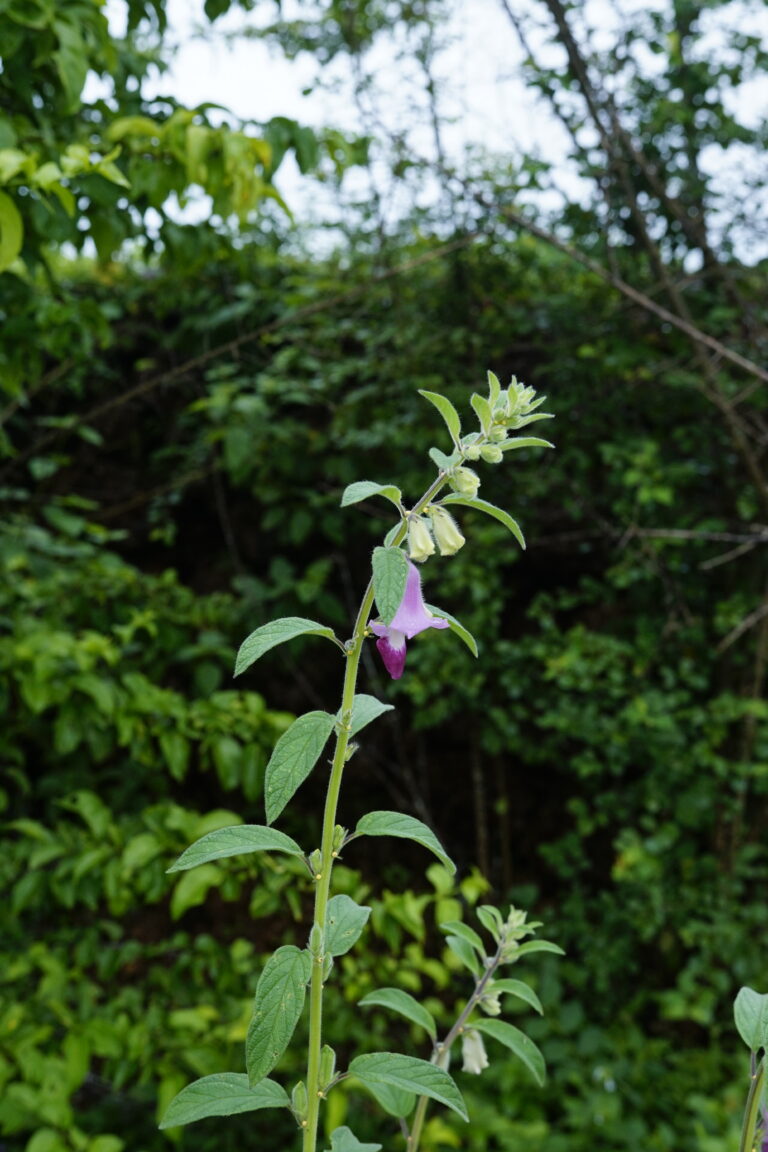Planta real de Sesamum indicum, sésamo o tila