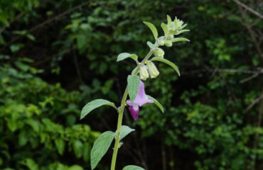 Planta real de Sesamum indicum, sésamo o tila