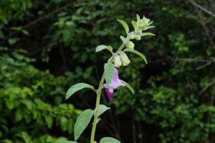 Planta real de Sesamum indicum, sésamo o tila