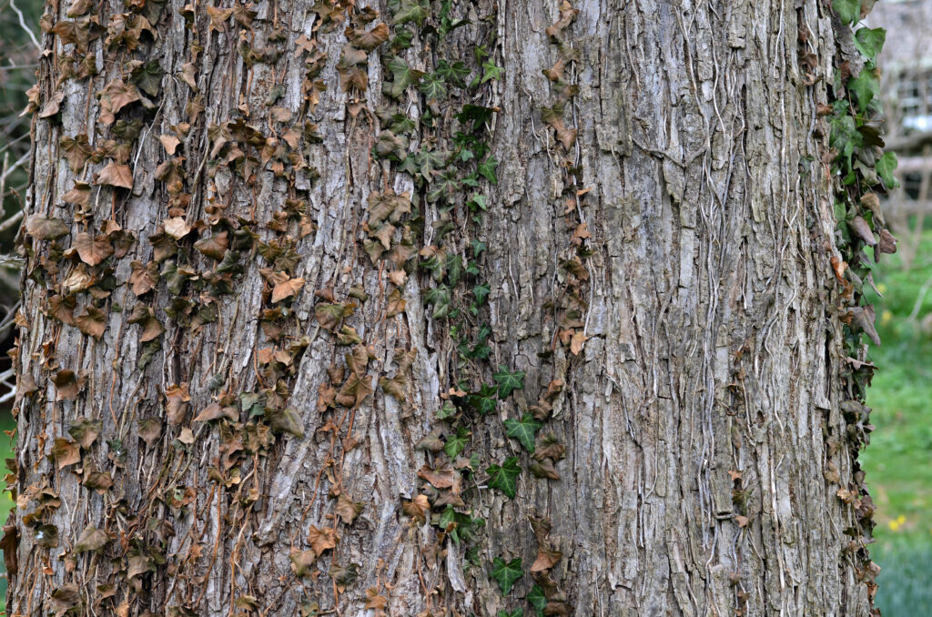 Corteza de Ulmus rubra, también conocido como Ulmus fulva o slippery elm