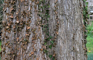 Corteza de Ulmus rubra, también conocido como Ulmus fulva o slippery elm