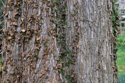 Corteza de Ulmus rubra, también conocido como Ulmus fulva o slippery elm